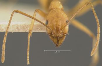 Media type: image; Entomology 30876   Aspect: head frontal view